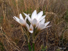 Zephyranthes jamesonii