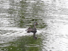 Tachybaptus dominicus