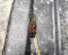 Magicicada tredecassini