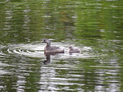 Tachybaptus dominicus