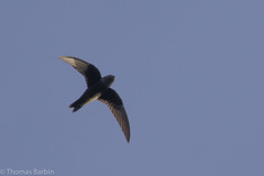 Black Swift photo 3