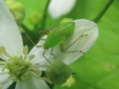 Adelphocoris lineolatus