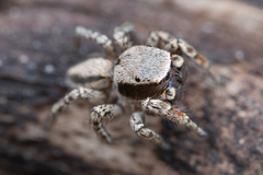 Habronattus altanus