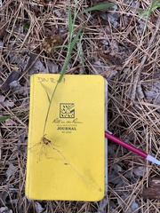 Amphicarpum amphicarpon