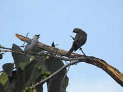 Thraupis