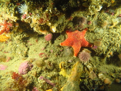 Asteroidea