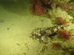 Bovichtus argentinus