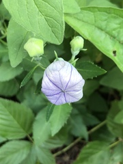Platycodon grandiflorus