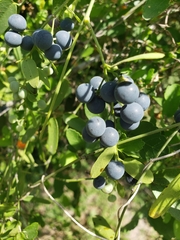 Cocculus diversifolius