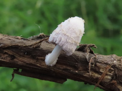 Coprinopsis urticicola