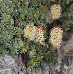 Petrophytum caespitosum caespitosum