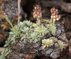 Petrophytum caespitosum caespitosum