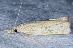Neodactria zeellus