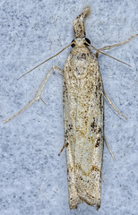 Neodactria zeellus