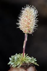 Petrophytum caespitosum caespitosum