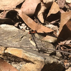 Austroargiolestes amabilis