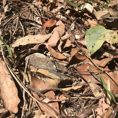 Austroargiolestes amabilis