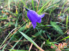 Campanula alaskana