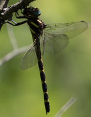 Cordulegaster obliqua
