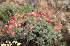Eriogonum thymoides