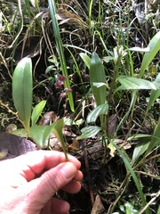 Stelis