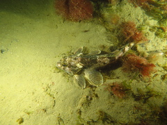 Bovichtus argentinus