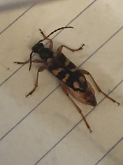 Xestoleptura