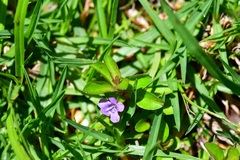 Dyschoriste capitata