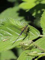 Rhyssella approximator