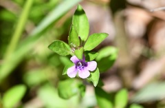 Dyschoriste capitata
