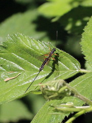 Rhyssella approximator