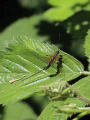 Rhyssella approximator