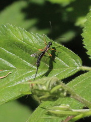 Rhyssella approximator