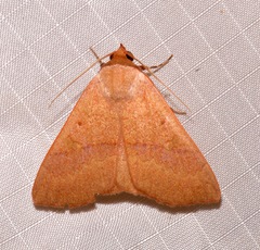 Panopoda rigida