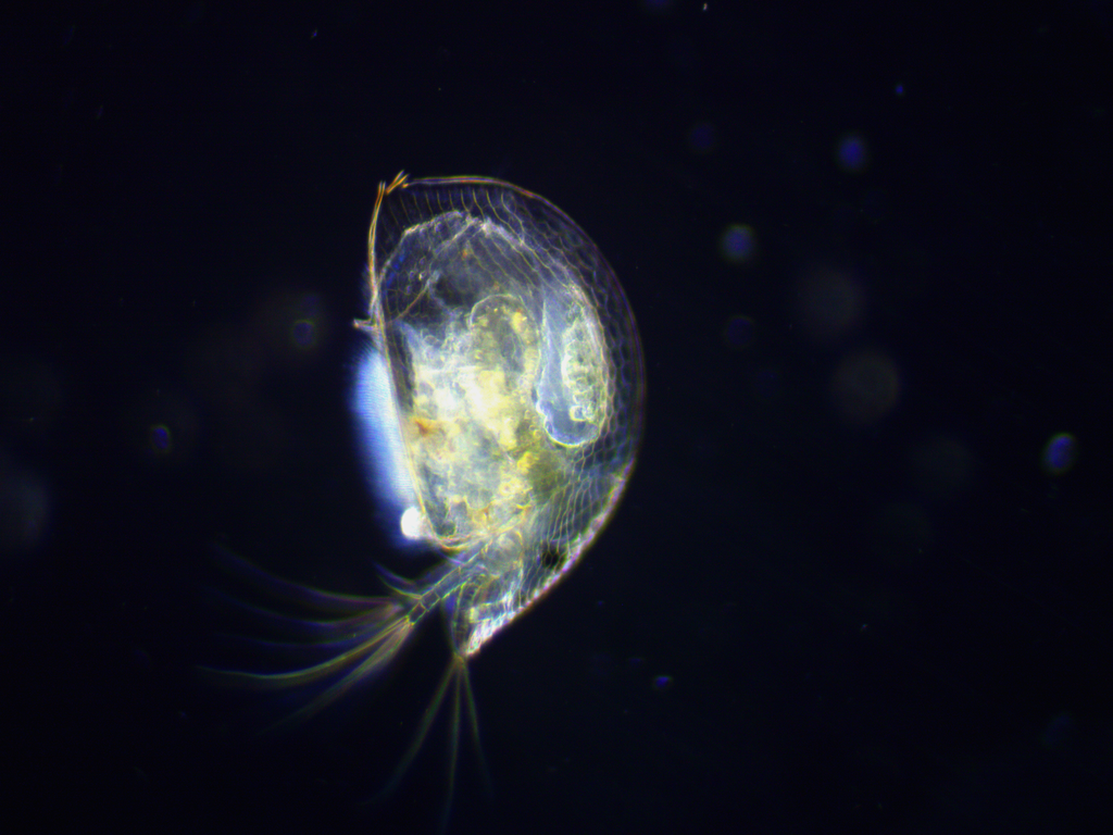 gliding waterflea
