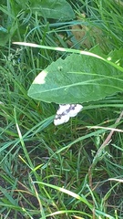 Xanthorhoe montanata