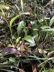 Stelis