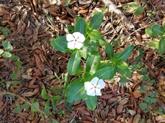 Catharanthus roseus image