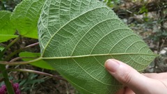 Dendrocnide moroides