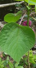 Dendrocnide moroides