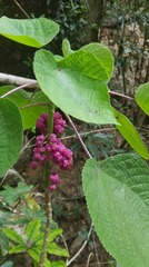 Dendrocnide moroides