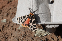 Apantesis incorrupta