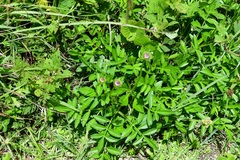 Cosmos diversifolius