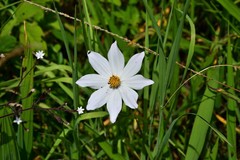 Cosmos diversifolius