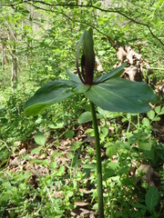 Trillium viridescens