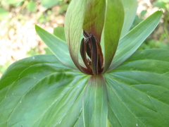 Trillium viridescens