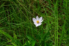 Cosmos diversifolius