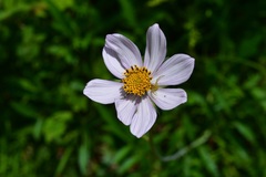 Cosmos diversifolius