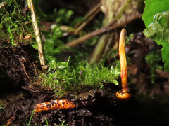 Ophiocordyceps variabilis