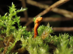 Ophiocordyceps variabilis
